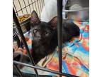 Earth (neutered), Domestic Shorthair For Adoption In Marietta, Ohio