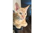 Donovan, Domestic Shorthair For Adoption In Hollister, California