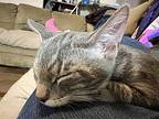 Landon, Domestic Shorthair For Adoption In Hollister, California