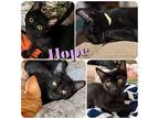 Hope, Domestic Shorthair For Adoption In Hollister, California