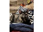 Lizzie, Domestic Shorthair For Adoption In Hollister, California