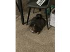 Girlie, Domestic Shorthair For Adoption In Dayton, Ohio