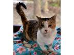 Justice, Calico For Adoption In Ashland, Ohio