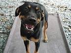 Smith, Labrador Retriever For Adoption In Jackson, Tennessee