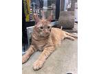 Weasley, Domestic Shorthair For Adoption In Millbrook, Illinois