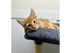 Wrigley, Domestic Mediumhair For Adoption In Quincy, California