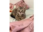 Pringles, Domestic Shorthair For Adoption In Quincy, California