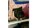 Boba, Guinea Pig For Adoption In Faribault, Minnesota