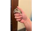Levi, Hamster For Adoption In Faribault, Minnesota