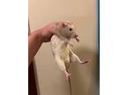 Doc & Grumpy Bonded, Rat For Adoption In Faribault, Minnesota