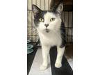 Tori, Domestic Shorthair For Adoption In Spotsylvania, Virginia