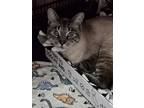 Max, Manx For Adoption In El Dorado Hills, California