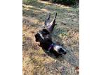 Halo, Labrador Retriever For Adoption In Youngsville, North Carolina