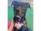 Doc Holliday, Terrier (unknown Type, Small) For Adoption In Warren, Michigan