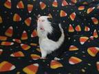 Milk, Guinea Pig For Adoption In Tujunga, California