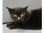 Karen, Domestic Shorthair For Adoption In Sheboygan, Wisconsin