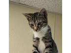 Stu, American Shorthair For Adoption In Mebane, North Carolina