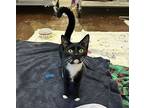 Carrie, American Shorthair For Adoption In Mebane, North Carolina