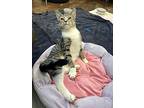 Sid, American Shorthair For Adoption In Mebane, North Carolina