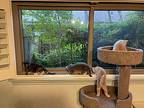 Zappa Aka Zappy, Domestic Shorthair For Adoption In Richardson, Texas