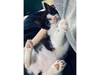 Squiggy (the Boy Kittens), Domestic Shorthair For Adoption In Alexandria