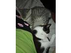 Lenny (the Boy Kittens), Domestic Shorthair For Adoption In Alexandria, Virginia