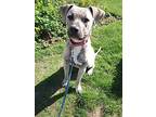Cheddar, Labrador Retriever For Adoption In Aberdeen, Washington