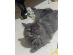 Vanilla, Domestic Longhair For Adoption In Manchester, New Hampshire