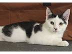 Tito, Domestic Shorthair For Adoption In Lenhartsville, Pennsylvania