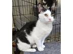 Tilly, Domestic Shorthair For Adoption In Lenhartsville, Pennsylvania