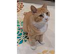 Cheddar, Domestic Shorthair For Adoption In Lenhartsville, Pennsylvania