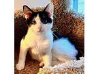 Moo, Domestic Shorthair For Adoption In Lenhartsville, Pennsylvania