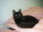 Onyx & Silhouette (local)-courtesy Post, Domestic Shorthair For Adoption In