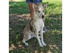 Adopt Red a Red/Golden/Orange/Chestnut - with White Border Collie / Husky /