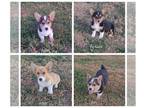 Pembroke Welsh Corgi PUPPY FOR SALE ADN-836286 - Apri corgis
