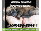 Belgian Malinois PUPPY FOR SALE ADN-836282 - Belgian Malinois Puppies