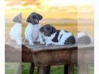 German Shorthaired Pointer PUPPY FOR SALE ADN-836272 - AKC Registered GSPs