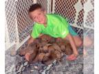 Rhodesian Ridgeback PUPPY FOR SALE ADN-836376 - AKC Rhodesian Ridgeback puppies