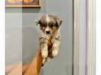 Miniature Australian Shepherd PUPPY FOR SALE ADN-836188 - Miniature Australian