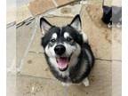 Mix DOG FOR ADOPTION RGADN-1379906 - GLEN - Husky (medium coat) Dog For