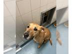 Labrador Retriever Mix DOG FOR ADOPTION RGADN-1380647 - GATOR - Labrador