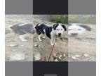 Old English Sheepdog Mix DOG FOR ADOPTION RGADN-1381491 - Pocahontas - Old