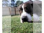 Staffordshire Bull Terrier Mix DOG FOR ADOPTION RGADN-1214476 - Papi -