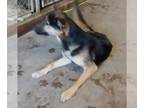 German Shepherd Dog DOG FOR ADOPTION RGADN-1215124 - Kaziah - German Shepherd