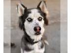 Huskies Mix DOG FOR ADOPTION RGADN-1215400 - Sweetie - Foster or Adopt Me!