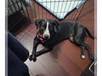 Lab-Pointer DOG FOR ADOPTION RGADN-1215888 - Zuri - Labrador Retriever / Pointer