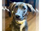 Mountain Cur Mix DOG FOR ADOPTION RGADN-1216760 - Larry - Mountain Cur / Terrier
