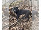 Borador DOG FOR ADOPTION RGADN-1217060 - Yukon - Misfit Toys - Labrador