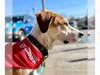 English Foxhound Mix DOG FOR ADOPTION RGADN-1351297 - COMET - Foxhound / Mixed