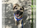 American Staffordshire Terrier DOG FOR ADOPTION RGADN-1362387 - Cider - American
